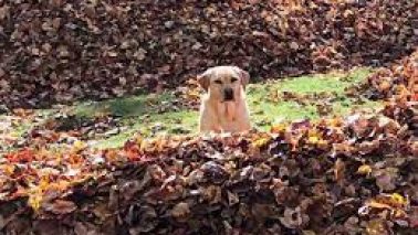 Even dogs are excited about Fall!
