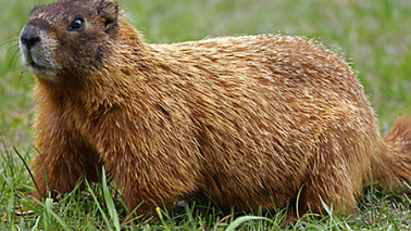 Groundhog visits Dave and Katie!