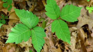 How to detect poison ivy! Katie shows you what to look for