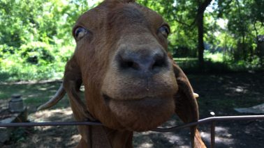 Dave and Katie speak with Portia, Dave's sister about Goat Goat