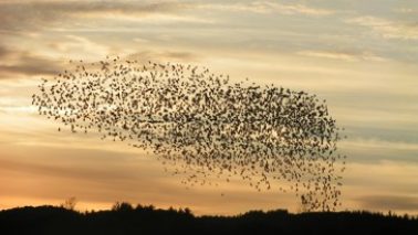 A beautiful bird symphony!