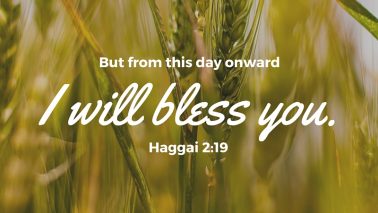 Haggai 2:19